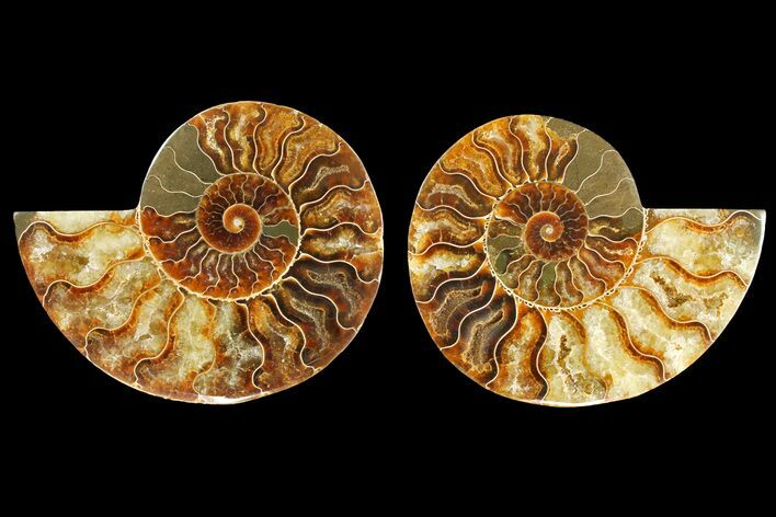 Agatized Ammonite Fossil - Madagascar #139737